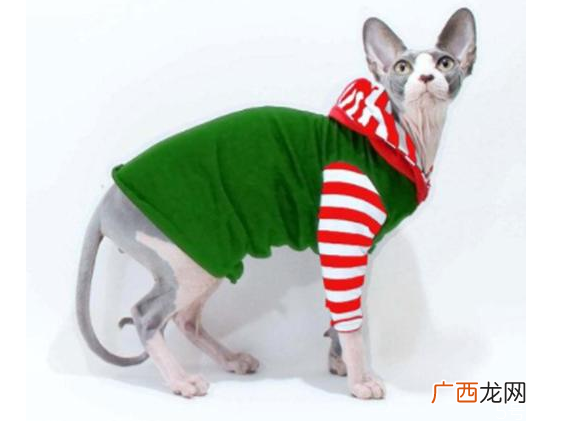 猫咪冬天需要穿衣服吗猫咪穿衣服有影响吗