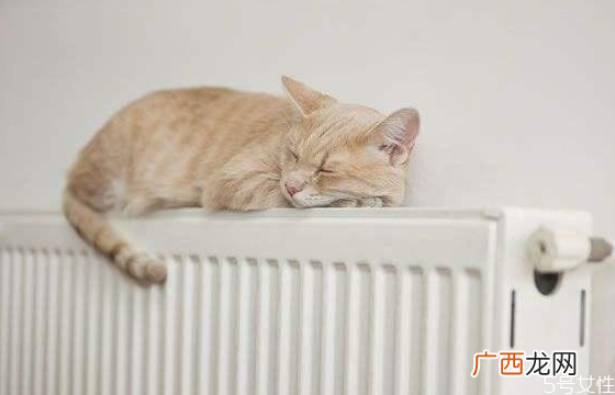猫咪冬天需要穿衣服吗猫咪穿衣服有影响吗