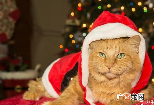 猫咪冬天需要穿衣服吗猫咪穿衣服有影响吗