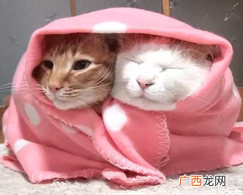 猫咪冬天怎么保暖猫咪怕冷的表现