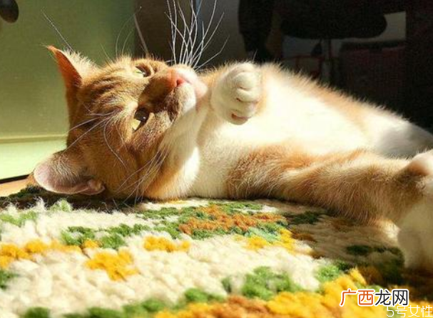 猫冬天怕冷吗猫咪一般多少度觉得冷