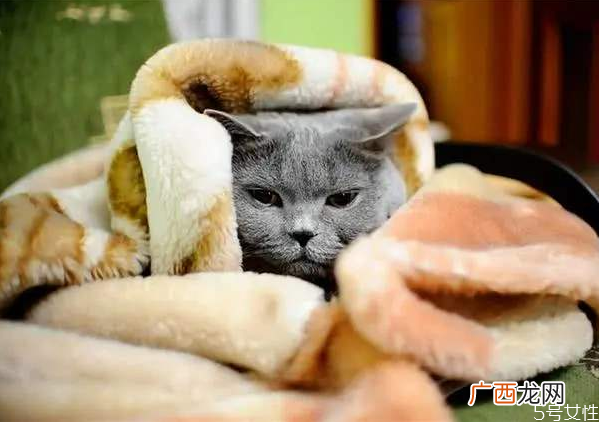 猫冬天怕冷吗猫咪一般多少度觉得冷