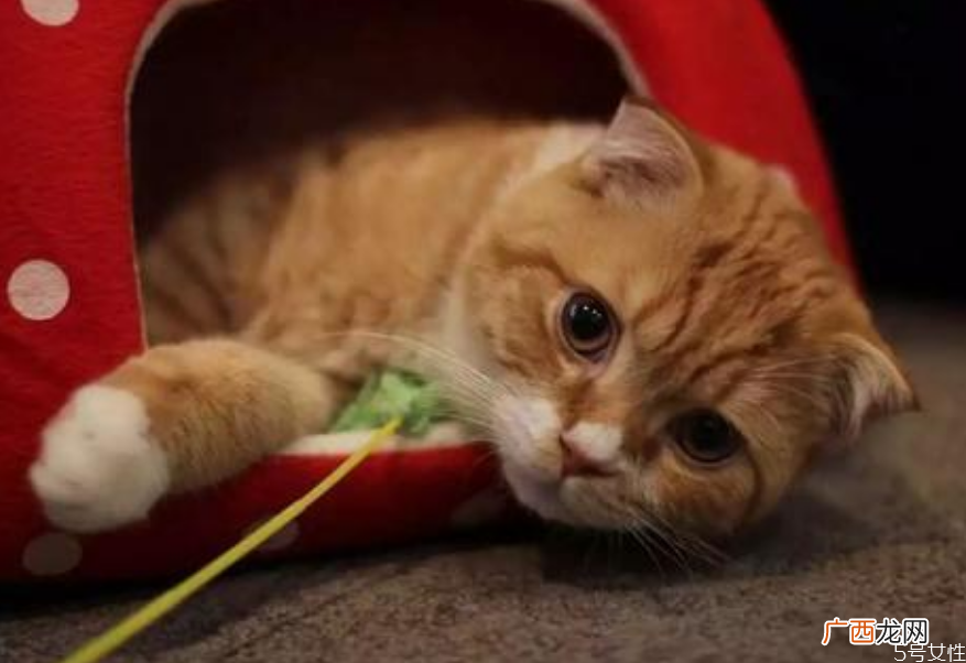 猫冬天怕冷吗猫咪一般多少度觉得冷