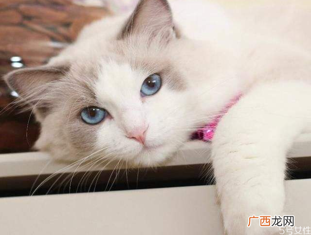 猫咪指甲多久剪一次猫咪多大可以剪指甲