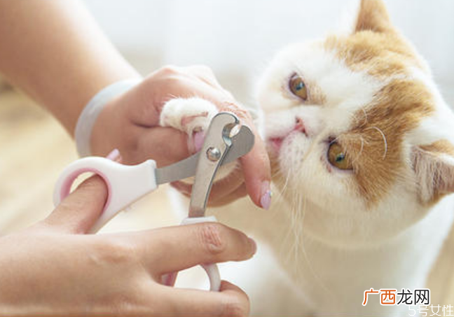 猫咪指甲多久剪一次猫咪多大可以剪指甲