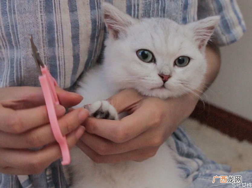 猫咪指甲多久剪一次猫咪多大可以剪指甲