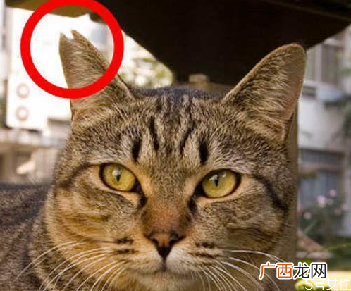遇到流浪猫怎么办遇到流浪猫的正确做法