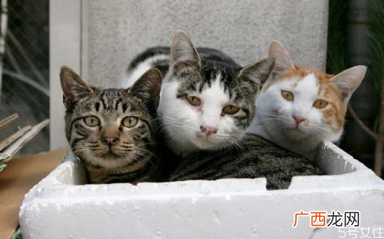 遇到流浪猫怎么办遇到流浪猫的正确做法