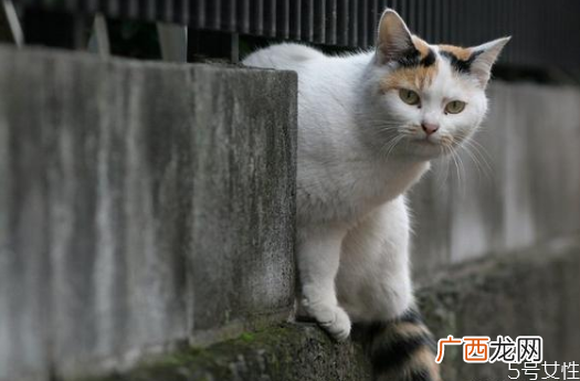 遇到流浪猫怎么办遇到流浪猫的正确做法