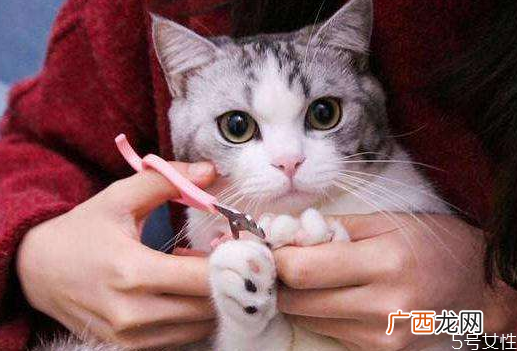 猫咪剪指甲剪出血了怎么办猫咪指甲出血会自愈吗