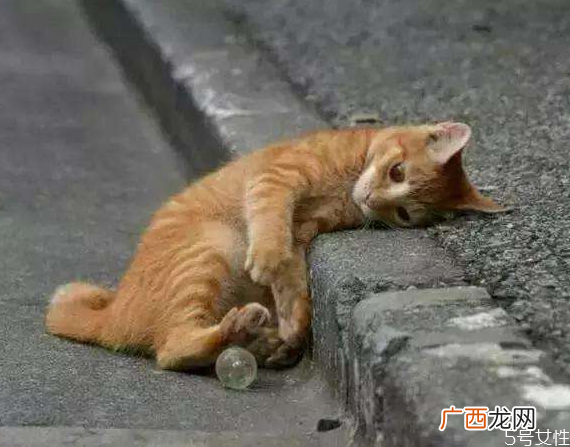 遇见流浪猫可以喂什么给流浪猫吃火腿肠行吗