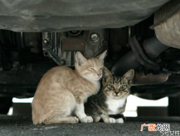 流浪猫冬天晚上睡哪里流浪猫晚上几点出来