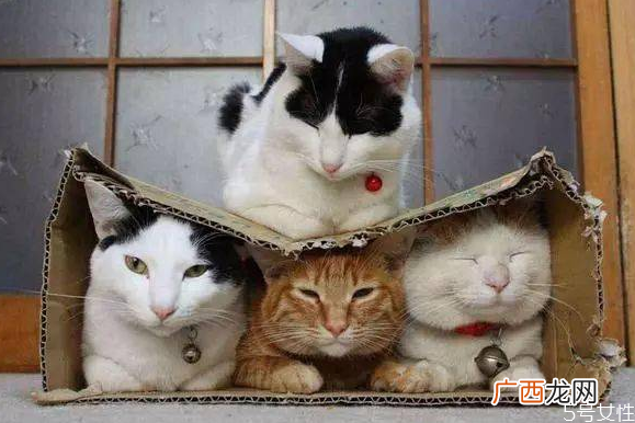 流浪猫冬天晚上睡哪里流浪猫晚上几点出来
