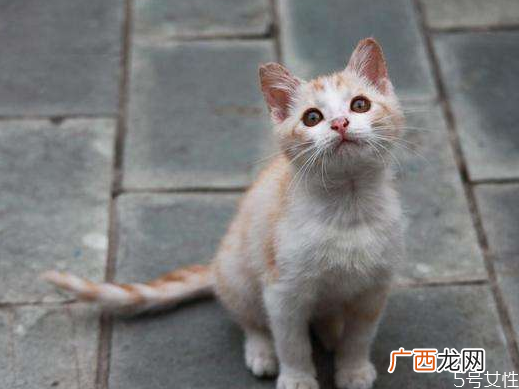 流浪猫冬天怎么过冬怎么帮助流浪猫过冬