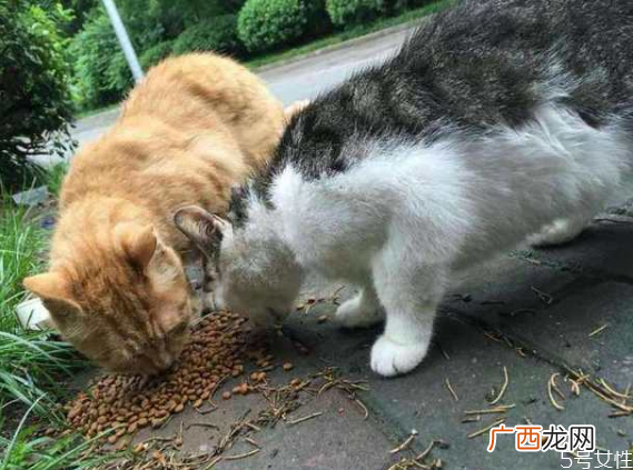 流浪猫冬天怎么过冬怎么帮助流浪猫过冬