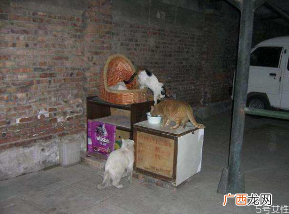 流浪猫冬天怎么过冬怎么帮助流浪猫过冬