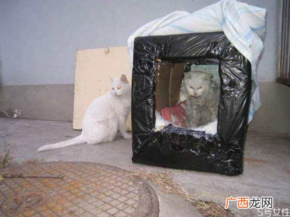 流浪猫冬天怎么过冬怎么帮助流浪猫过冬