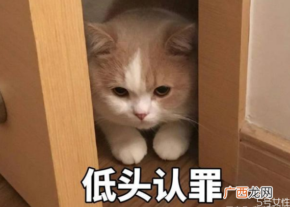 猫的道歉方式猫咪认错的表现