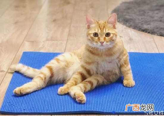 猫的道歉方式猫咪认错的表现