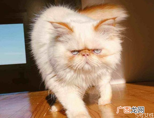 猫的道歉方式猫咪认错的表现