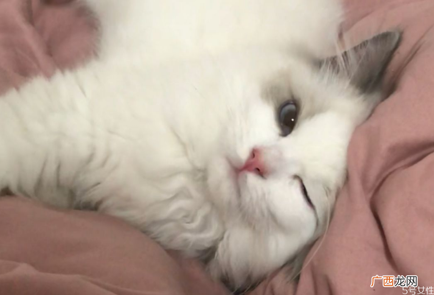 猫咪踩奶是什么意思猫咪一边呼噜一边踩奶