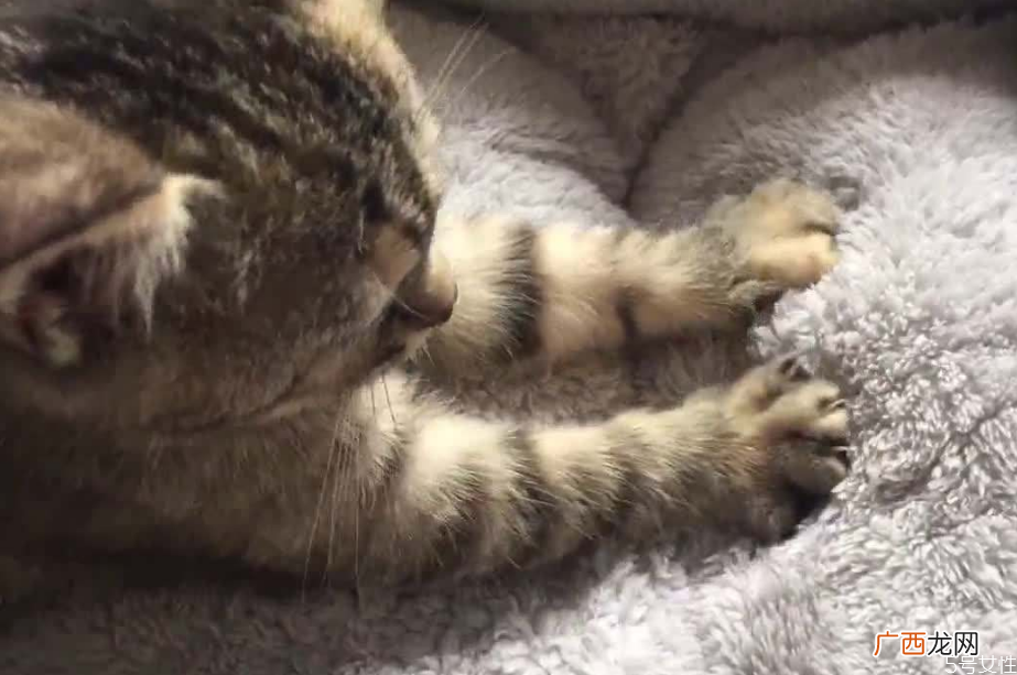 猫咪踩奶是什么意思猫咪一边呼噜一边踩奶
