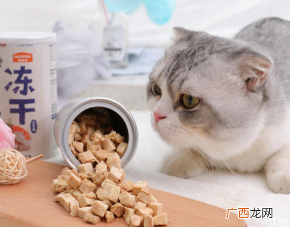 猫咪踩奶是什么意思猫咪一边呼噜一边踩奶