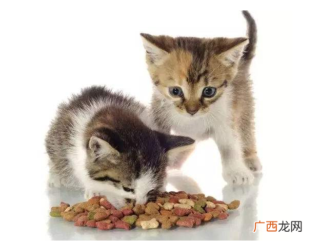 各个阶段如何养猫猫咪科学喂养时间表