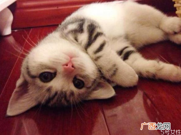 母猫为什么胖不起来怎么样才能让母猫胖起来