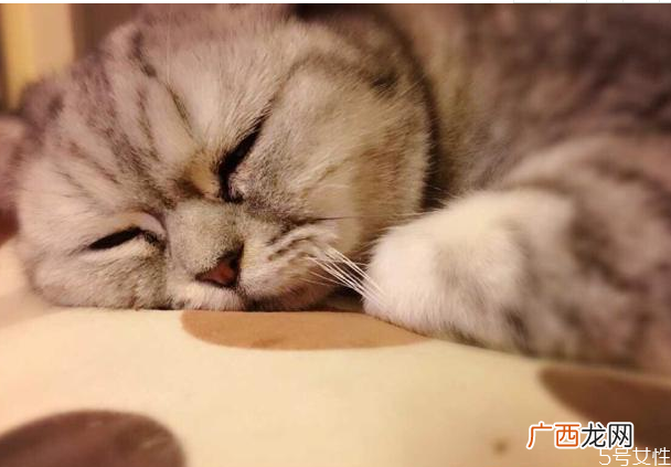 母猫为什么胖不起来怎么样才能让母猫胖起来