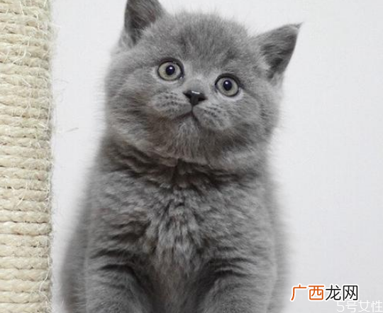 猫咪喂什么东西容易胖猫吃什么最有营养最会长胖