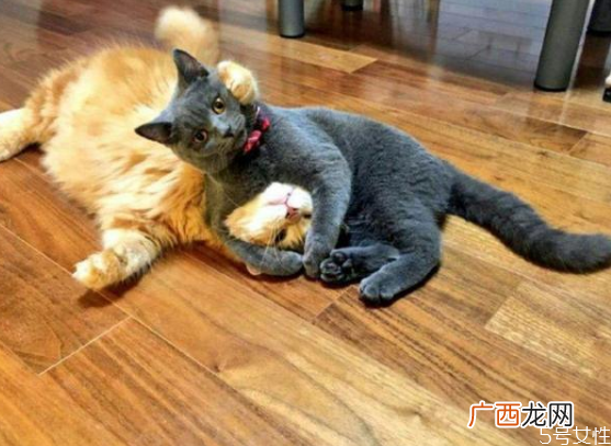 猫咪下体出血是流产吗猫流产的原因