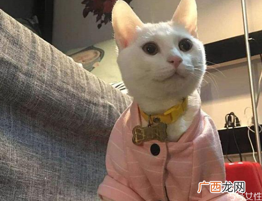 猫咪下体出血是流产吗猫流产的原因