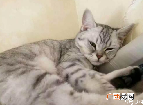 猫肚子里有死胎症状怎么帮母猫排出死胎