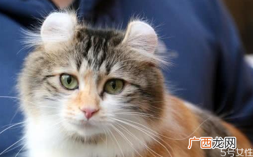 猫肚子里有死胎症状怎么帮母猫排出死胎