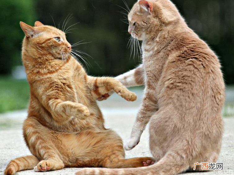 猫肚子里有死胎症状怎么帮母猫排出死胎
