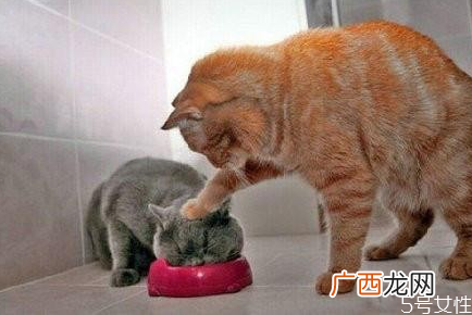 三个月小猫一天吃多少猫粮幼猫粮30g是多少粒