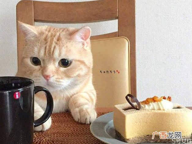 三个月小猫一天吃多少猫粮幼猫粮30g是多少粒