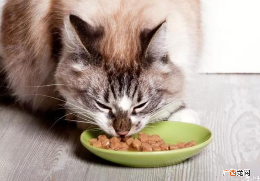 三个月小猫一天吃多少猫粮幼猫粮30g是多少粒