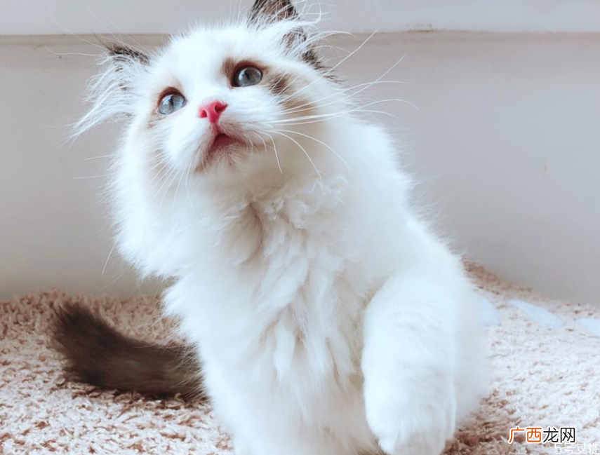 三个月的小猫能吃什么三个月的小猫怎么养