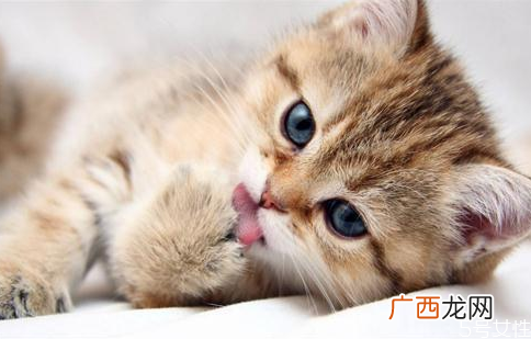 三个月的小猫能吃什么三个月的小猫怎么养