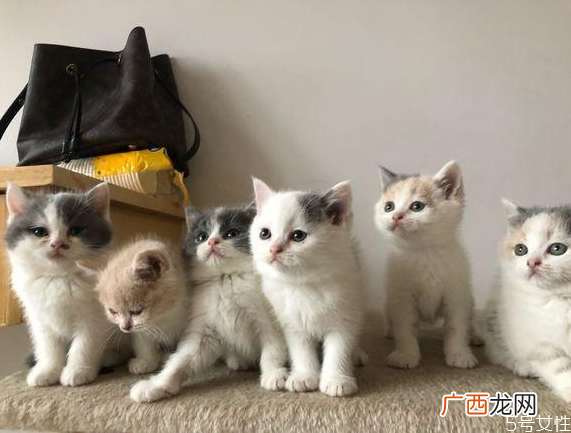 三个月的小猫能吃什么三个月的小猫怎么养