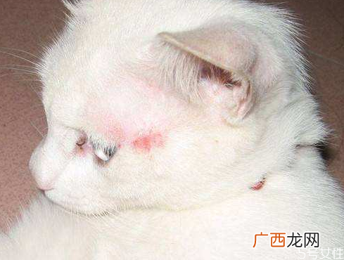 猫藓是怎么造成的猫在什么情况容易得猫藓
