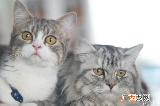 猫藓是怎么造成的猫在什么情况容易得猫藓