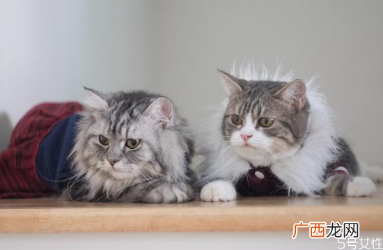 猫藓是怎么造成的猫在什么情况容易得猫藓