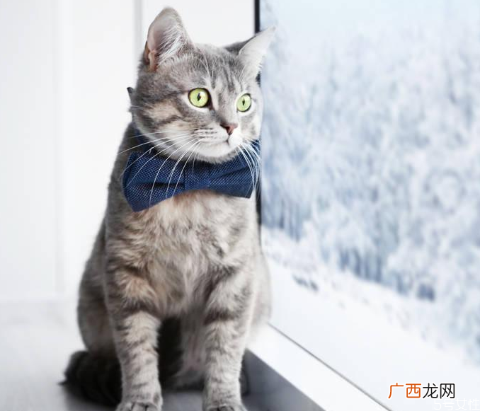 过年如何把猫带回家过年放假猫咪怎么办