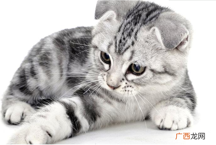 过年如何把猫带回家过年放假猫咪怎么办