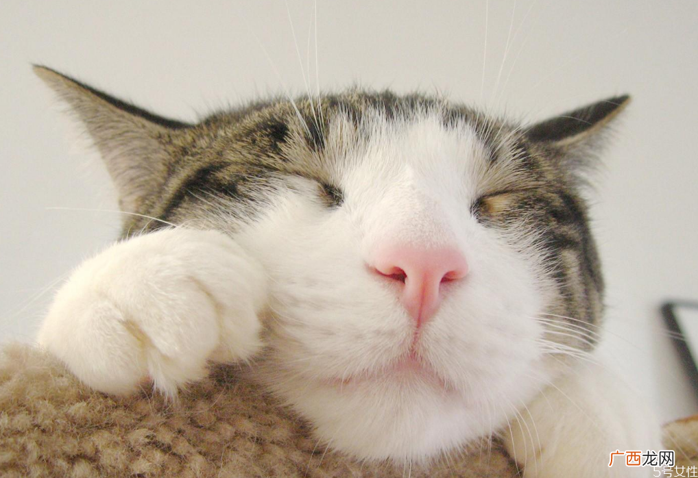 过年如何把猫带回家过年放假猫咪怎么办
