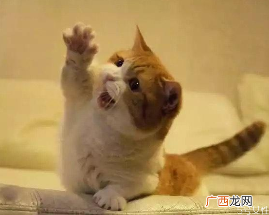 猫藓能彻底治好吗猫藓怎么根治