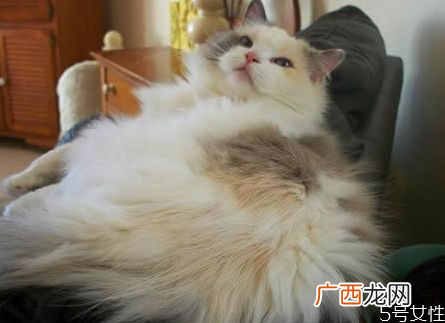 猫藓能彻底治好吗猫藓怎么根治